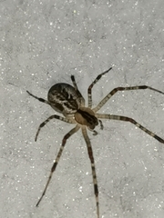 Pityohyphantes phrygianus