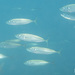 Common Jack Mackerel - Photo (c) acanthaster, some rights reserved (CC BY-NC), uploaded by acanthaster