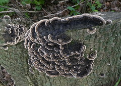 Trametes versicolor