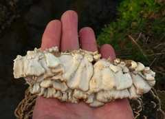 Trametes versicolor