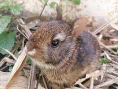 Sylvilagus gabbi