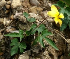 Viola lobata