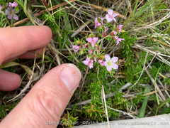Frankenia repens
