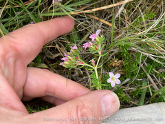 Frankenia repens