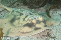 Urolophus cruciatus