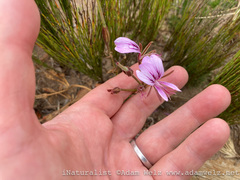 Pelargonium longicaule