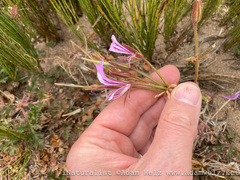 Pelargonium longicaule