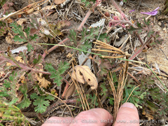 Pelargonium longicaule