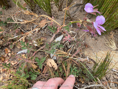 Pelargonium longicaule