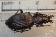 Carabus leachi