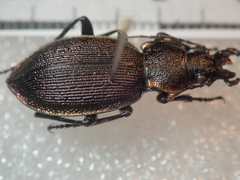 Carabus leachi