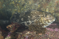 Aplodactylus arctidens