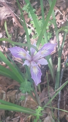 Iris macrosiphon