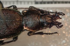 Carabus leachi