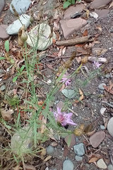 Centaurea stoebe australis