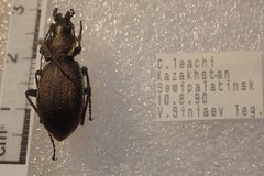 Carabus leachi