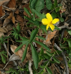 Viola lobata
