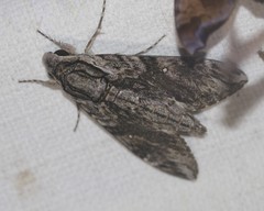 Agrius godarti
