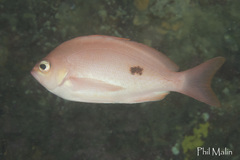 Caesioperca lepidoptera