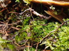 Dicranella schreberiana