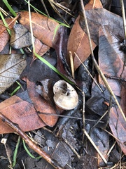 Helminthoglypta traskii