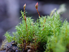 Dicranella schreberiana