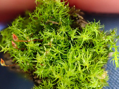 Dicranella schreberiana