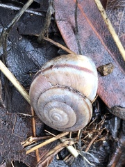 Helminthoglypta traskii