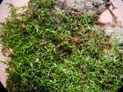Dicranella schreberiana