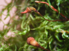 Dicranella schreberiana