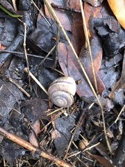 Helminthoglypta traskii