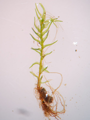 Dicranella schreberiana