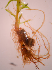 Dicranella schreberiana