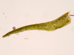 Dicranella schreberiana