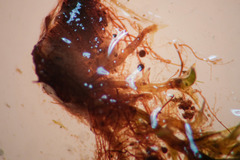 Dicranella schreberiana