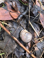 Helminthoglypta traskii