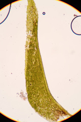 Dicranella schreberiana