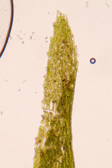 Dicranella schreberiana