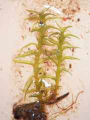 Dicranella schreberiana