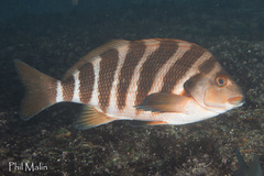 Chirodactylus spectabilis