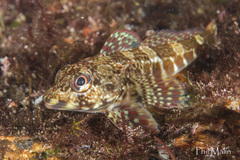 Bovichtus angustifrons