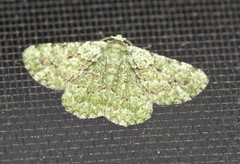 Aeolochroma viridicata