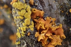 Candelariella aurella