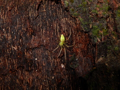 Tetragnatha squamata