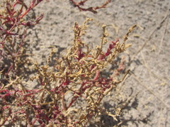Petrosimonia oppositifolia