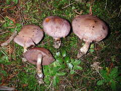 Cortinarius ionomataius