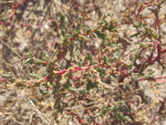 Petrosimonia oppositifolia