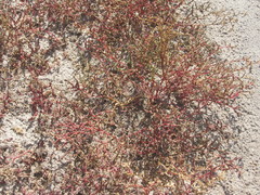 Petrosimonia oppositifolia