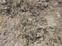 Atriplex pedunculata