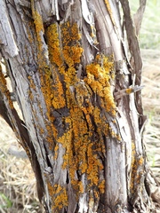 Candelariella aurella